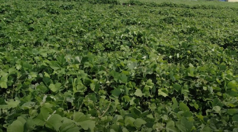 Kudzu leaves on a field