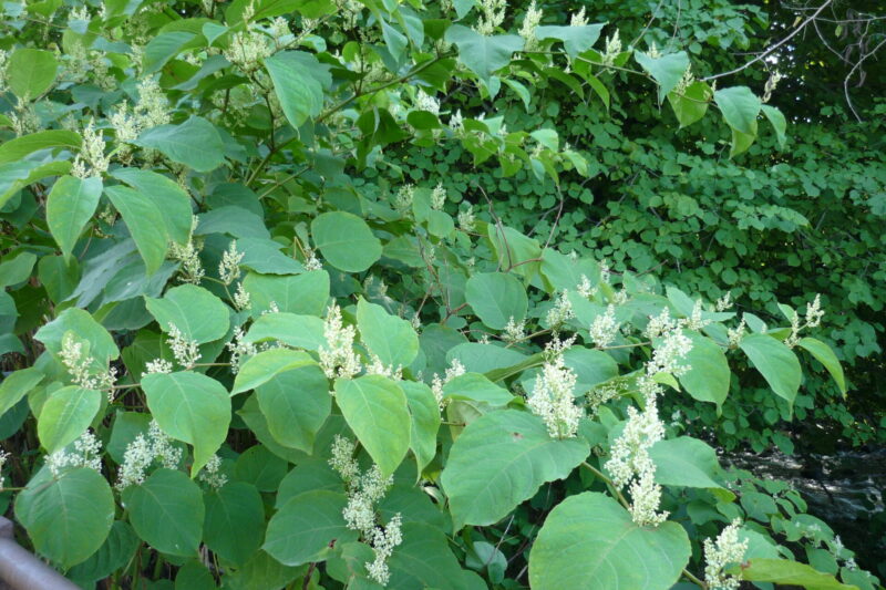 Japanese Knotweed recipes