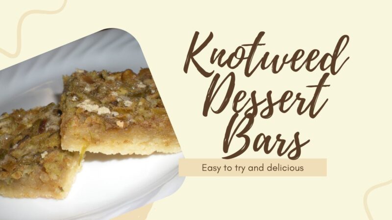 Japanese Knotweed desert bar recipe