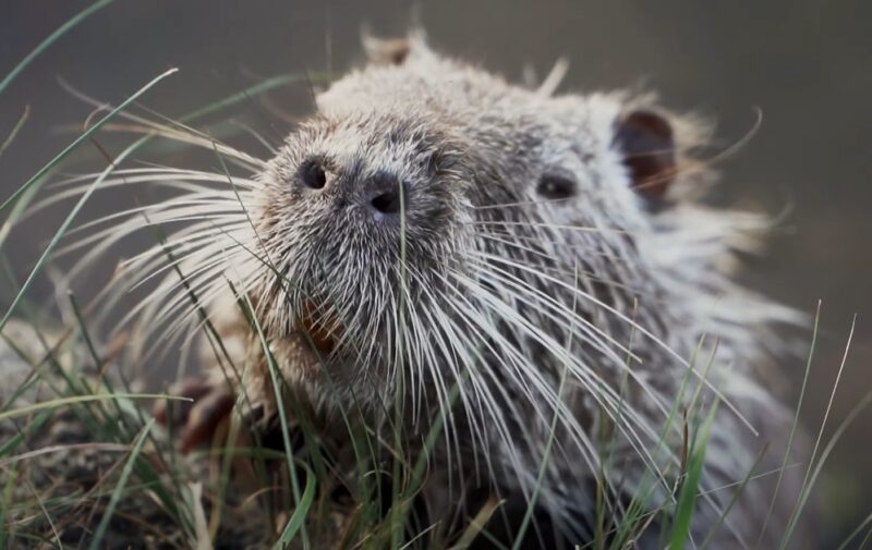 Close up photo of Nutria