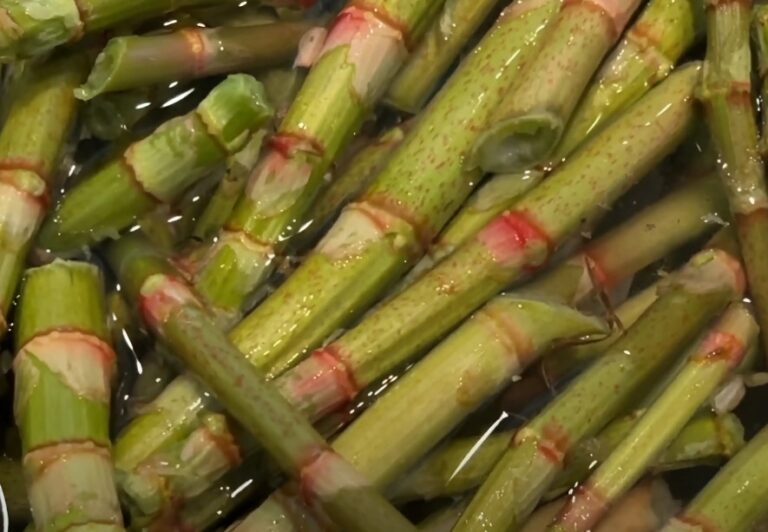 Knotweed prepared for cooking in a water